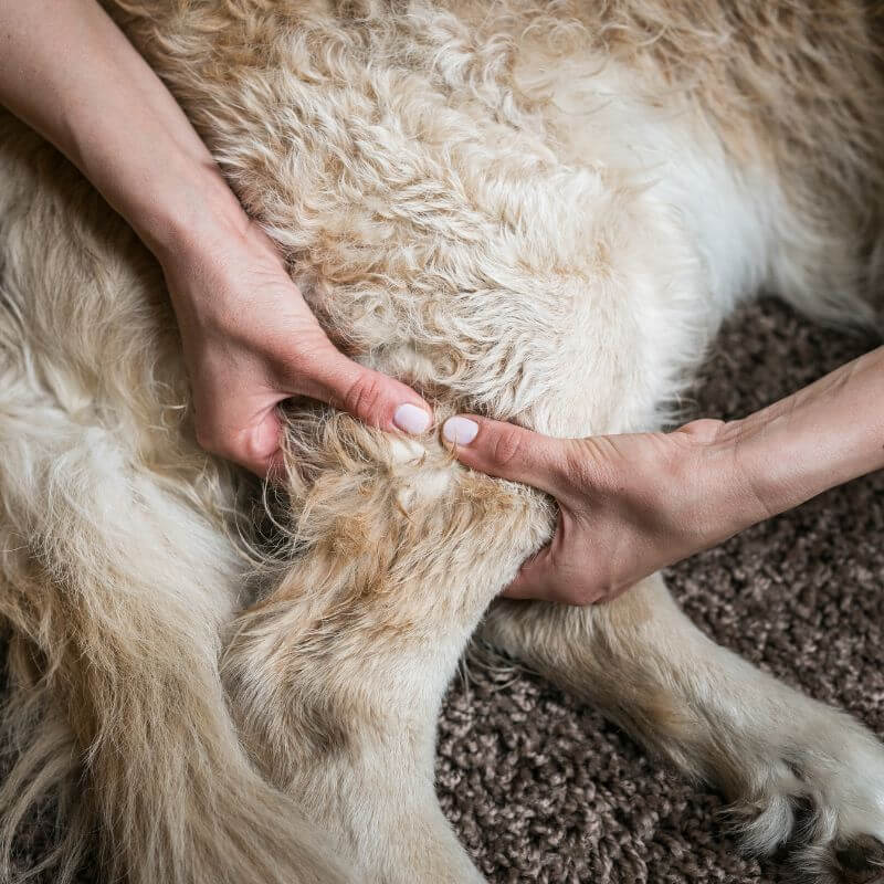 Massage-Tipps für deinen Seniorhund, Foto: Matic Grmek from Getty Images Signature