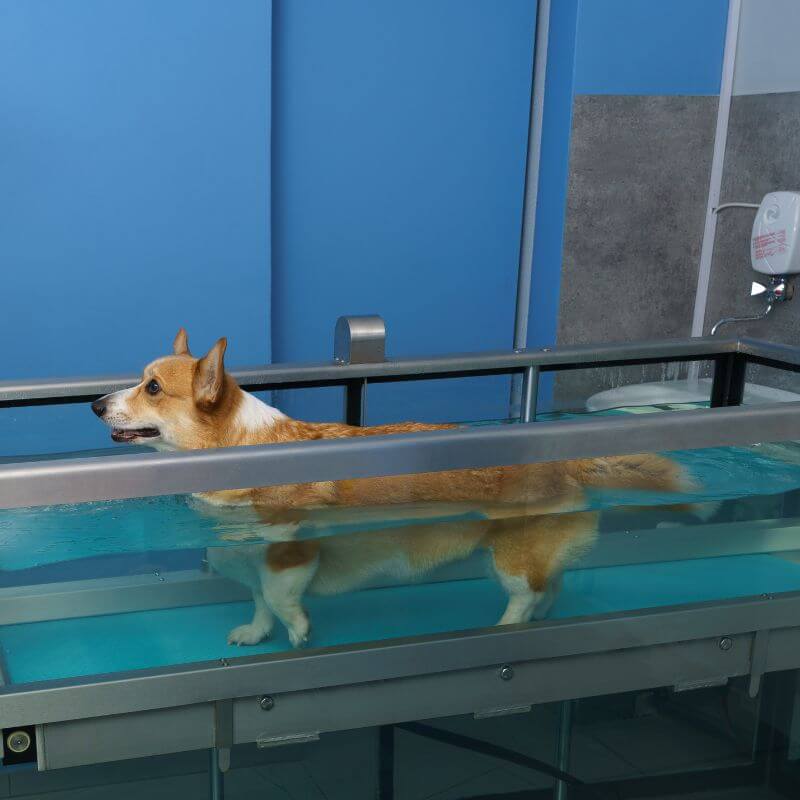 Physio-Tipps für deinen Seniorhund, Foto: Piotr Wójcik from Getty Images